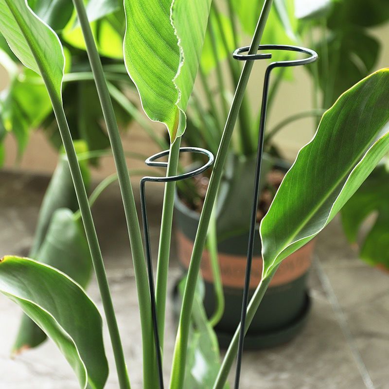 1/10 قطعة حديقة دعم حصة حلقة م - مراجعة Gardening Tools Holder وسعره